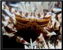 Smile! U R on CAMERA! -zebra urchin crab Close up, taken ... by Han Peng Lim 